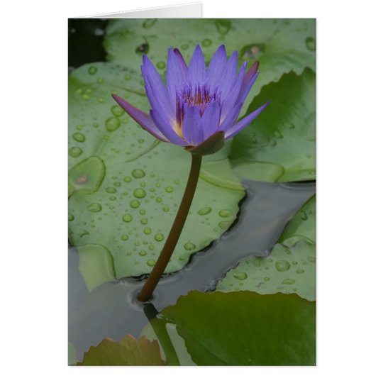 Pacific Water Lily (Nymphaeceae) Card