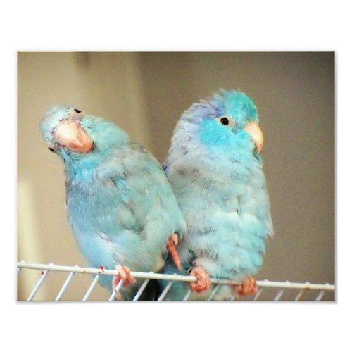 Pacifif Parrotlets Love Bird Companions Photo Art