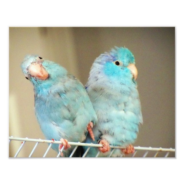 Pacifif Parrotlets Love Bird Companions Photo Art (Front)