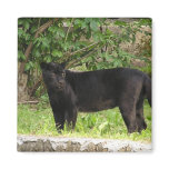 Pacing Panther Magnet