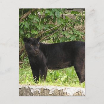 Pacing Panther Postcard by WildlifeAnimals at Zazzle