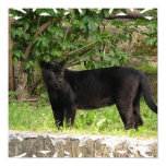 Pacing Panther Poster