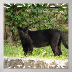 Pacing Panther Poster