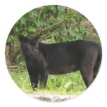 Pacing Panther Stickers