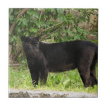 Pacing Panther Tile