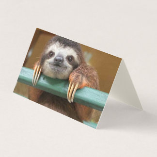 Pack 25 Sloth blank cards, any occasion