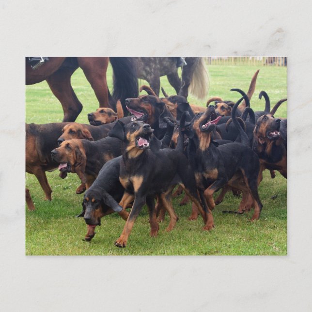 pack of bloodhounds postcard (Front)