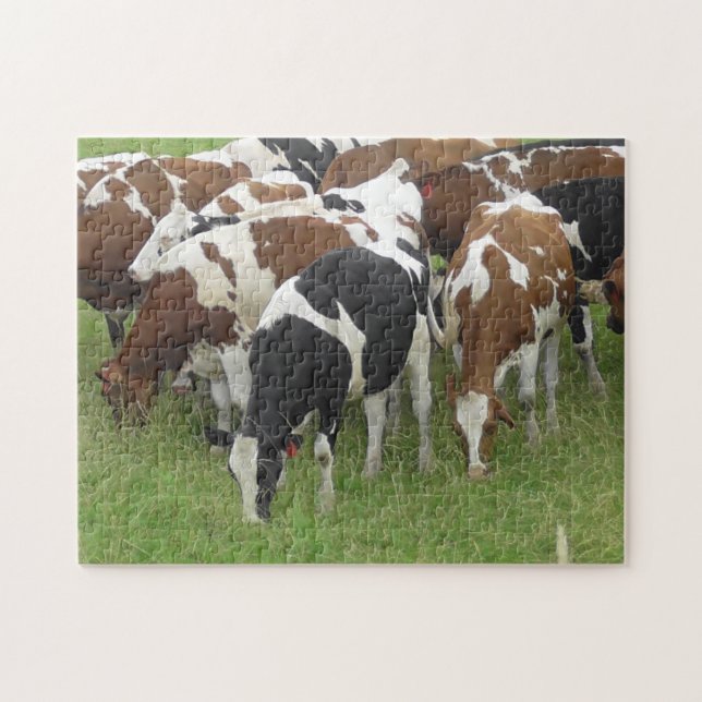Pack of Cows eating Grass in the Fields Jigsaw Puzzle (Horizontal)