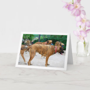 Pack of Dogs Card