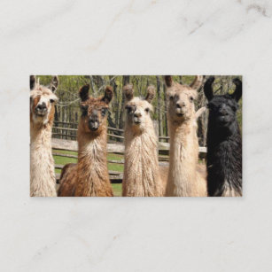 Pack of Happy Llamas Together Business Card