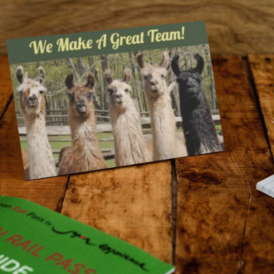 Pack of Happy Llamas Together Postcard