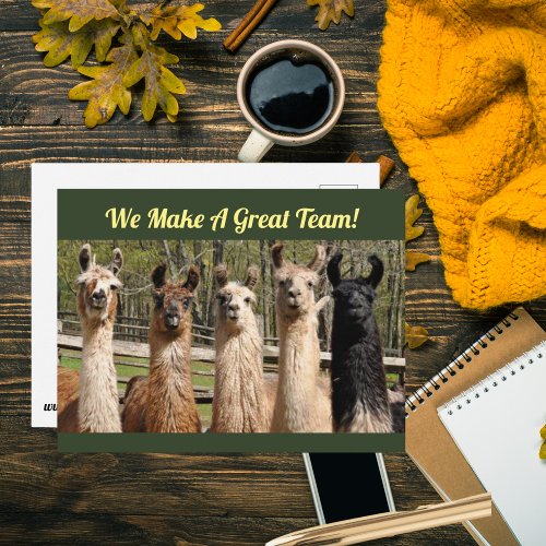 Pack of Happy Llamas Together Postcard