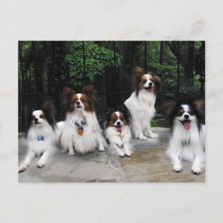 Pack of Papillons from Hershey Kiss Hero Kennels Postcard