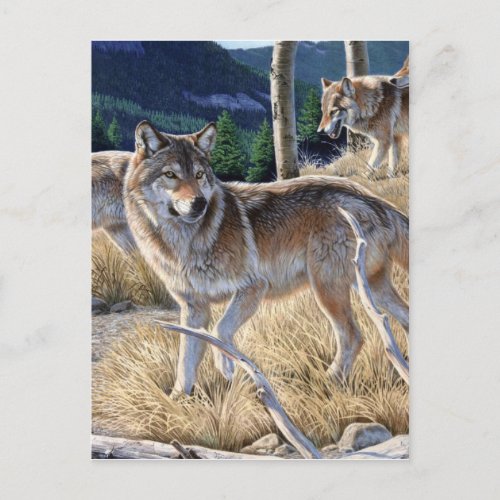 Pack of wolves in the forest painting postcard