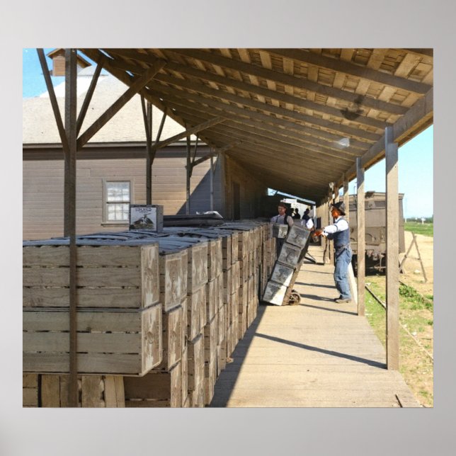 Packing Shed For Shipping Oranges Ontario CA 1915- Poster (Front)