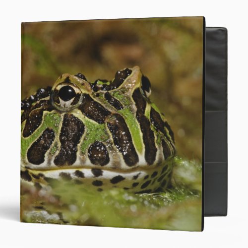 Pacman frog Ceratophrys cranwelli or South 3 Ring Binder