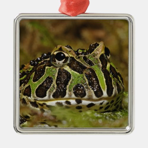 Pacman frog Ceratophrys cranwelli or South Metal Ornament