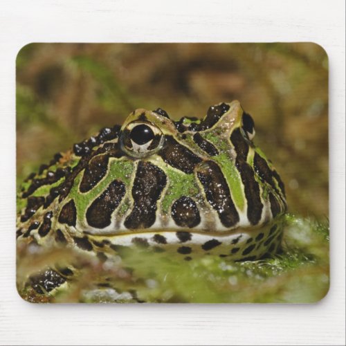 Pacman frog Ceratophrys cranwelli or South Mouse Pad