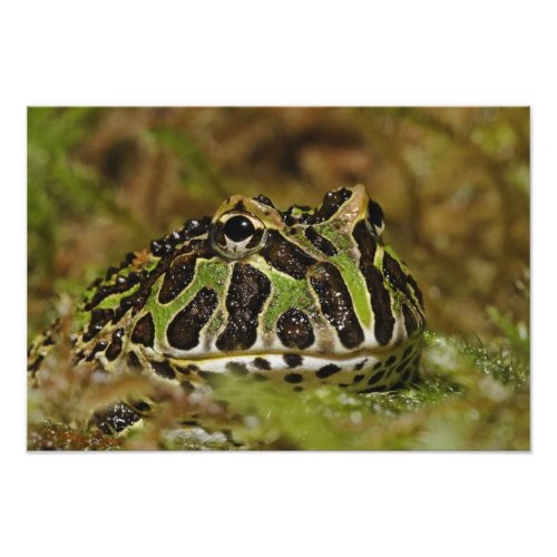 Pacman frog Ceratophrys cranwelli or South Photo Print