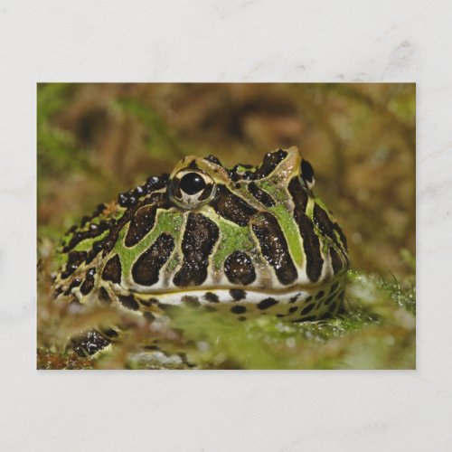 Pacman frog Ceratophrys cranwelli or South Postcard