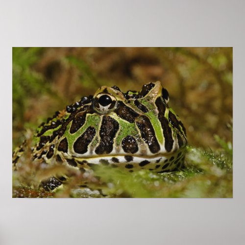 Pacman frog Ceratophrys cranwelli or South Poster