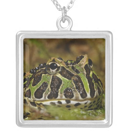 Pacman frog Ceratophrys cranwelli or South Silver Plated Necklace