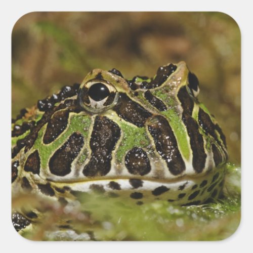 Pacman frog Ceratophrys cranwelli or South Square Sticker