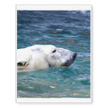 Paddling Polar Bear Temporary Tattoos
