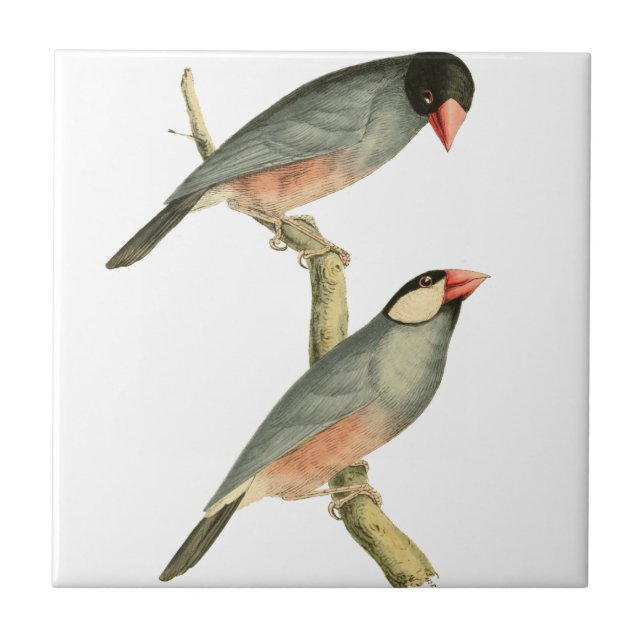 Paddy bird, Rice bird, or Java Sparrow Bird Illust Ceramic Tile (Front)
