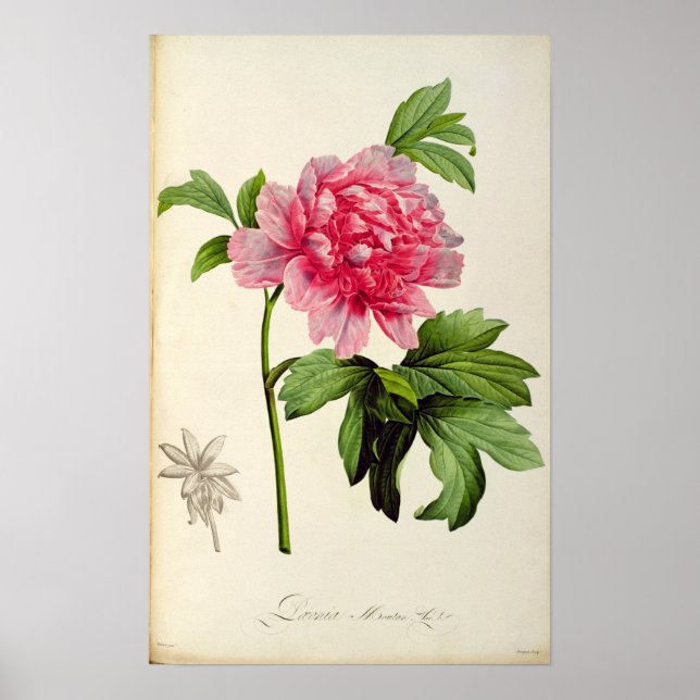 Paeonia Moutan, c.1799 Poster (Front)