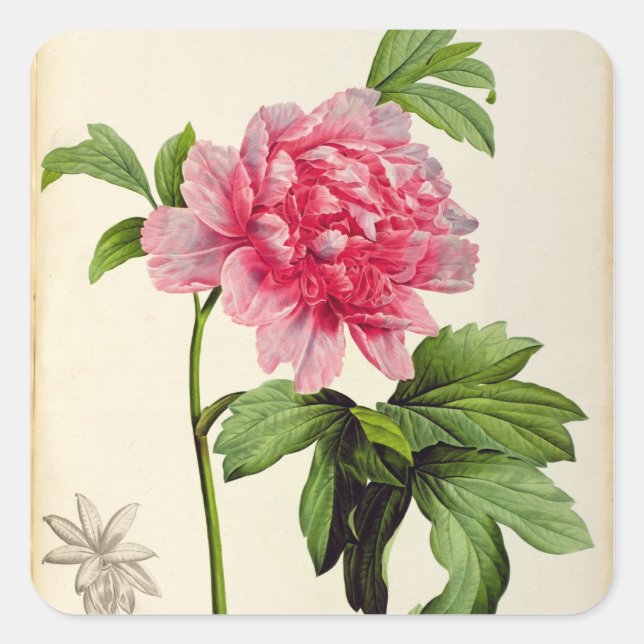 Paeonia Moutan, c.1799 Square Sticker (Front)