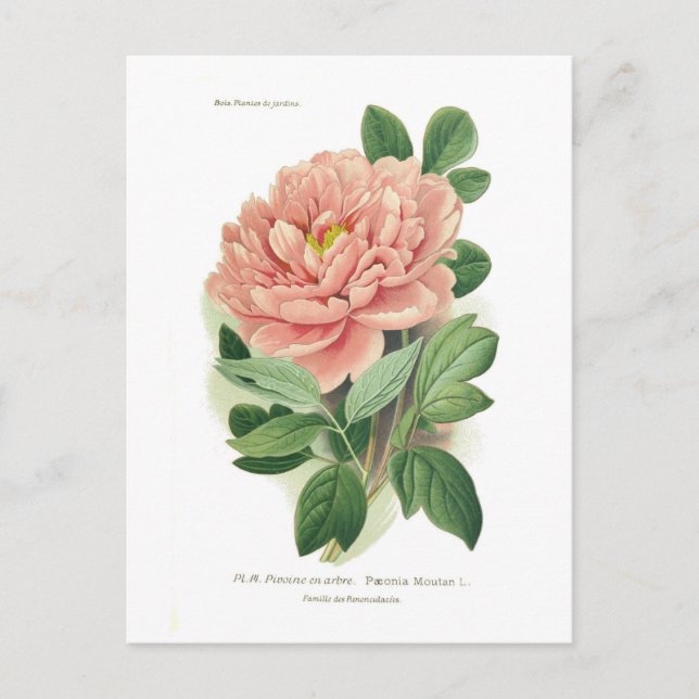 Paeonia moutan (Peony) Postcard (Front)