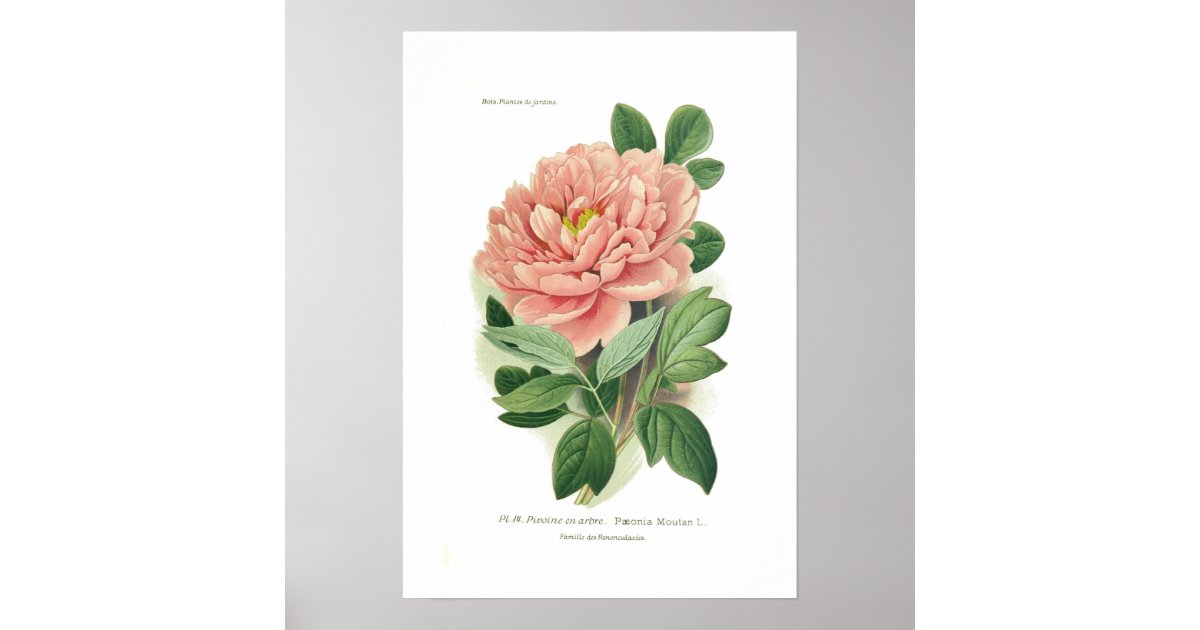 Paeonia moutan (Peony) Poster | Zazzle