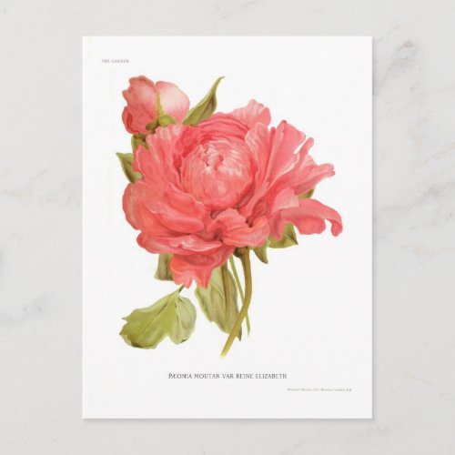 Paeonia moutan var Reine Elizabeth Postcard