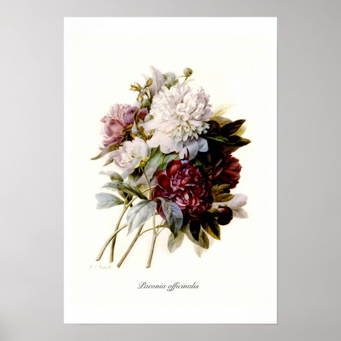 Paeonia officinalis posters