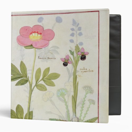 Paeonia or Peony and Orchis myanthos 3 Ring Binder