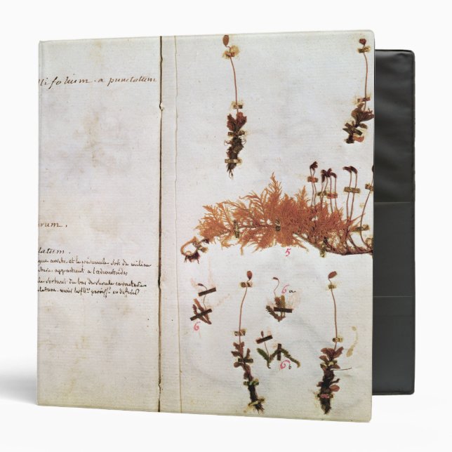 Page 15 from a Herbarium Binder (Front/Inside)