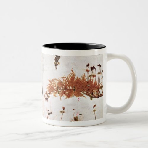 Page 15 from a Herbarium Two_Tone Coffee Mug