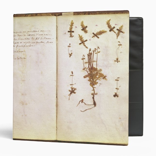 Page 24 from a Herbarium Binder (Front/Inside)