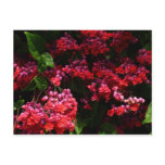 Pagoda Flowers Colorful Red and Pink Postcard