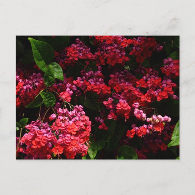 Pagoda Flowers Colorful Red and Pink Postcard (Front)