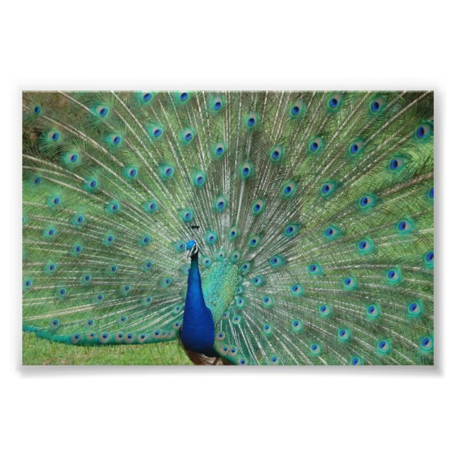 Paignton Peacock Photo Print (Front)