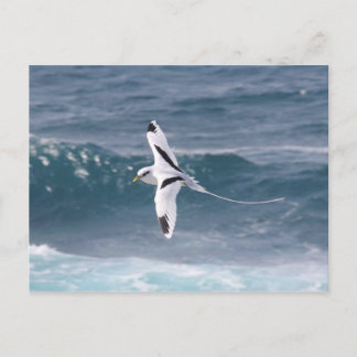 Paille-en-queue Postcard