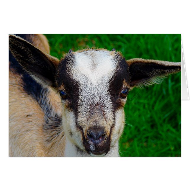 Paint (Front Horizontal)