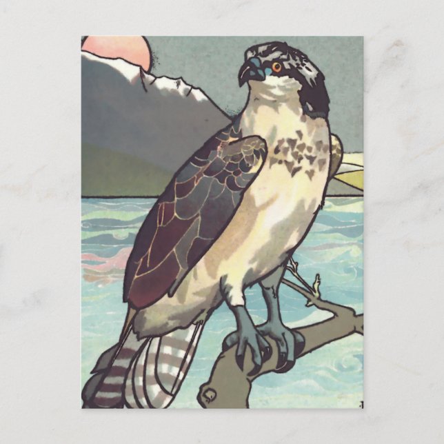 Paint By Number Hawk Postcard (Front)