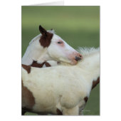 Paint Foals Playing (Front)