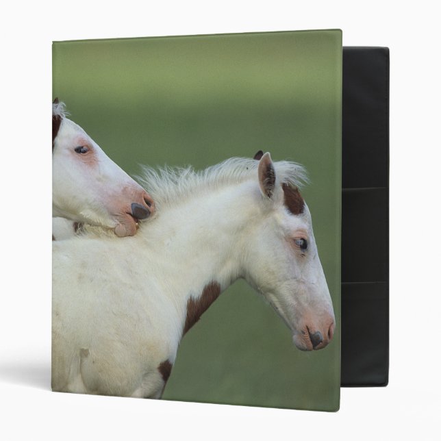 Paint Foals Playing 3 Ring Binder (Front/Inside)