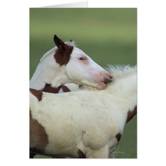 Paint Foals Playing Cards (Front)