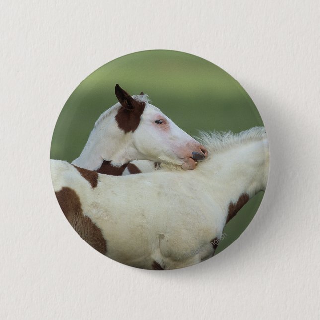 Paint Foals Playing Pinback Button (Front)