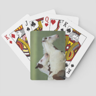 Paint Foals Playing Poker Cards